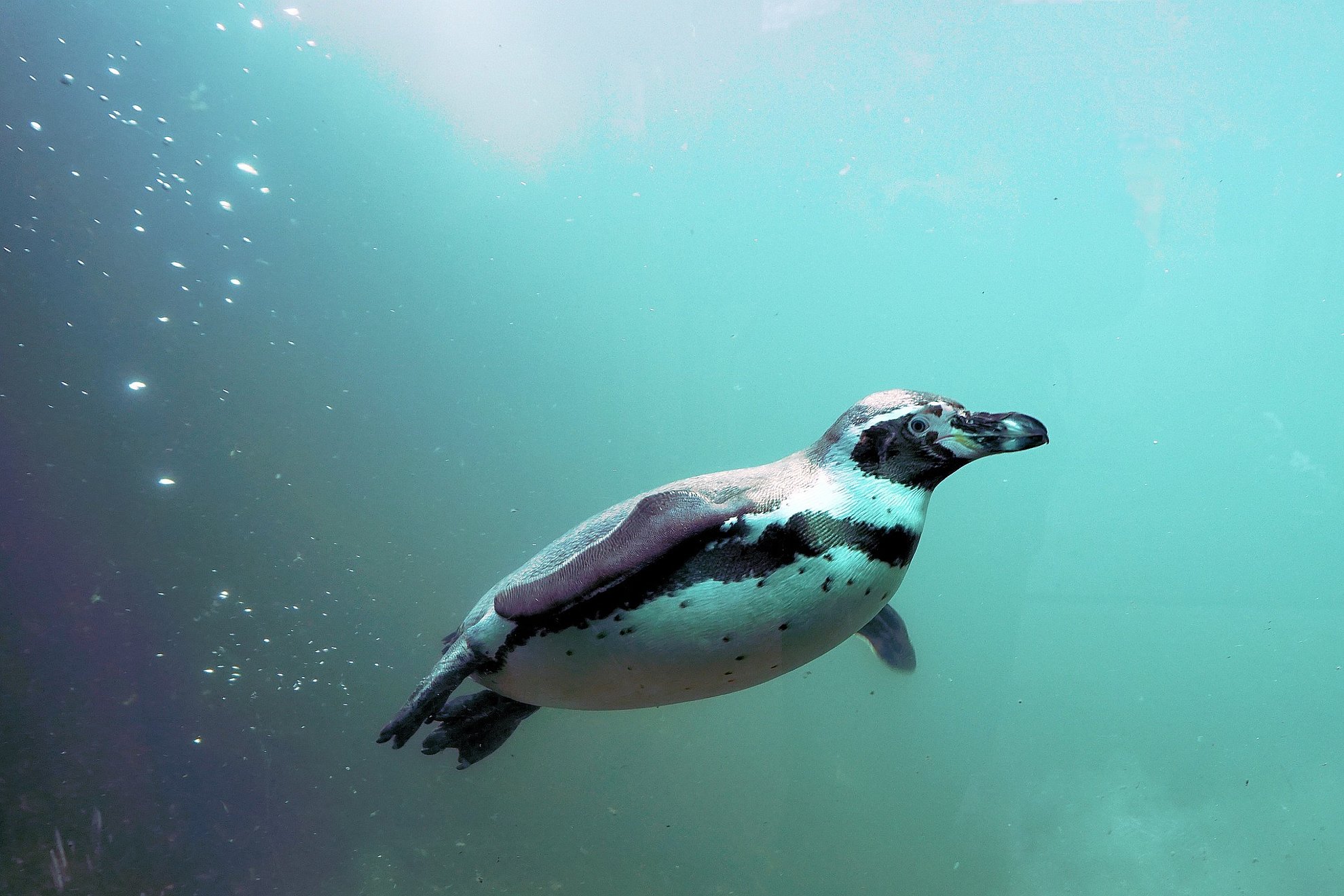 Tierparks: Ein Pinguin im Wasser
