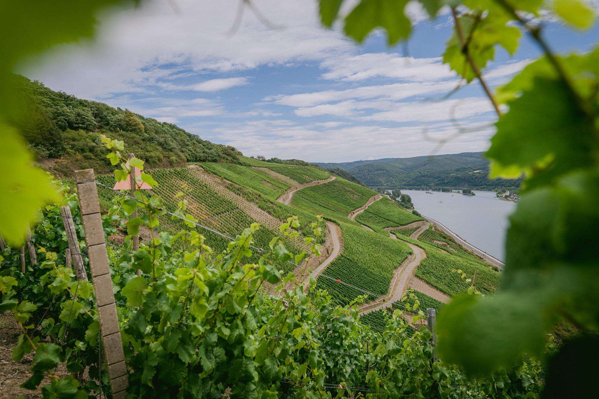 Foto: Weinberge