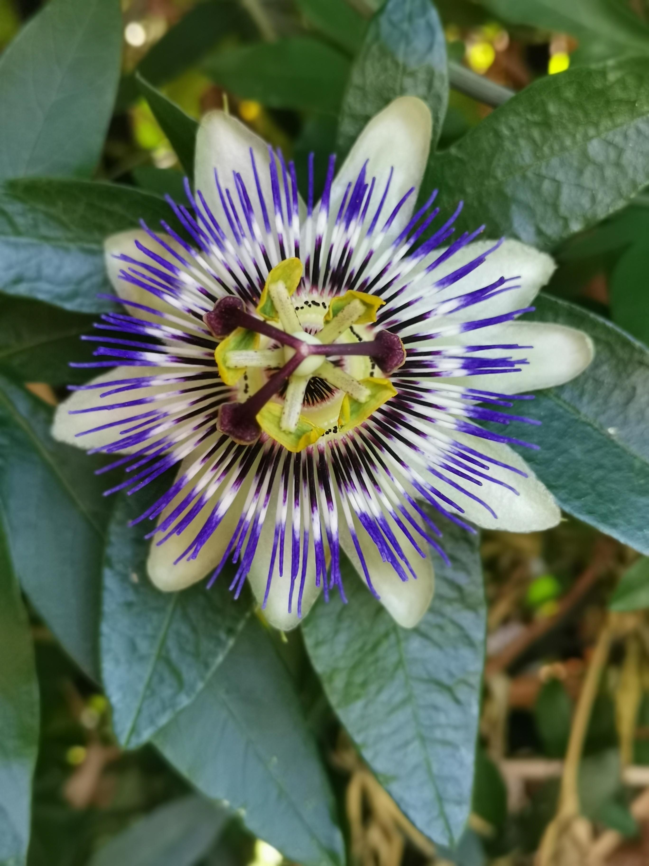 Foto: Passionsblume
